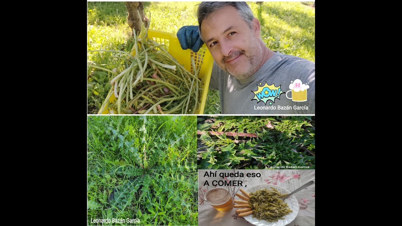 TRUCO PARA RECOLECTAR TAGARNINAS + RECETA!! 🥰