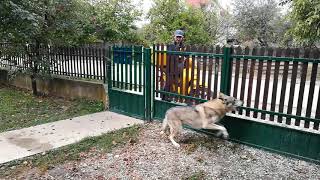 Czechoslovakian Wolfdogs Reaction When See the Postman