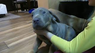 Serbian defense dog O.C.D.Mila x O.C.D.Kiki 2 months old ,2 part! by KENNEL OF SERBIAN DEFENSE DOG 945 views 1 year ago 2 minutes, 58 seconds