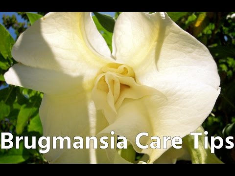 تصویری: ترومپت فرشته Brugmansia - نکاتی در مورد مراقبت از Brugmansia در فضای باز