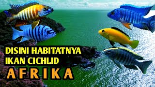 Ribuan Jenis ikan cichlid Afrika ada di danau ini (Malawi)