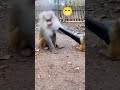 #funnyvideo #funny #funnyanimals #funnymoments