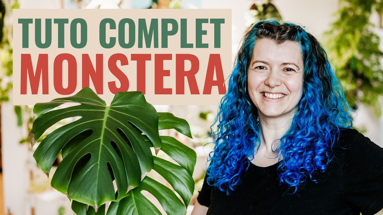👩‍🌾 Comment on s'occupe d'une Monstera ? Tous mes secrets 🤫