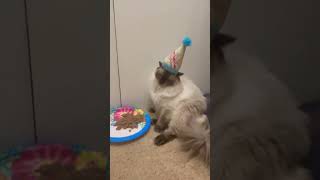 Cats hate birthdays.