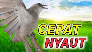 CEPAT NYAUT perangsang bunyi Trucukan agar cepat gacor