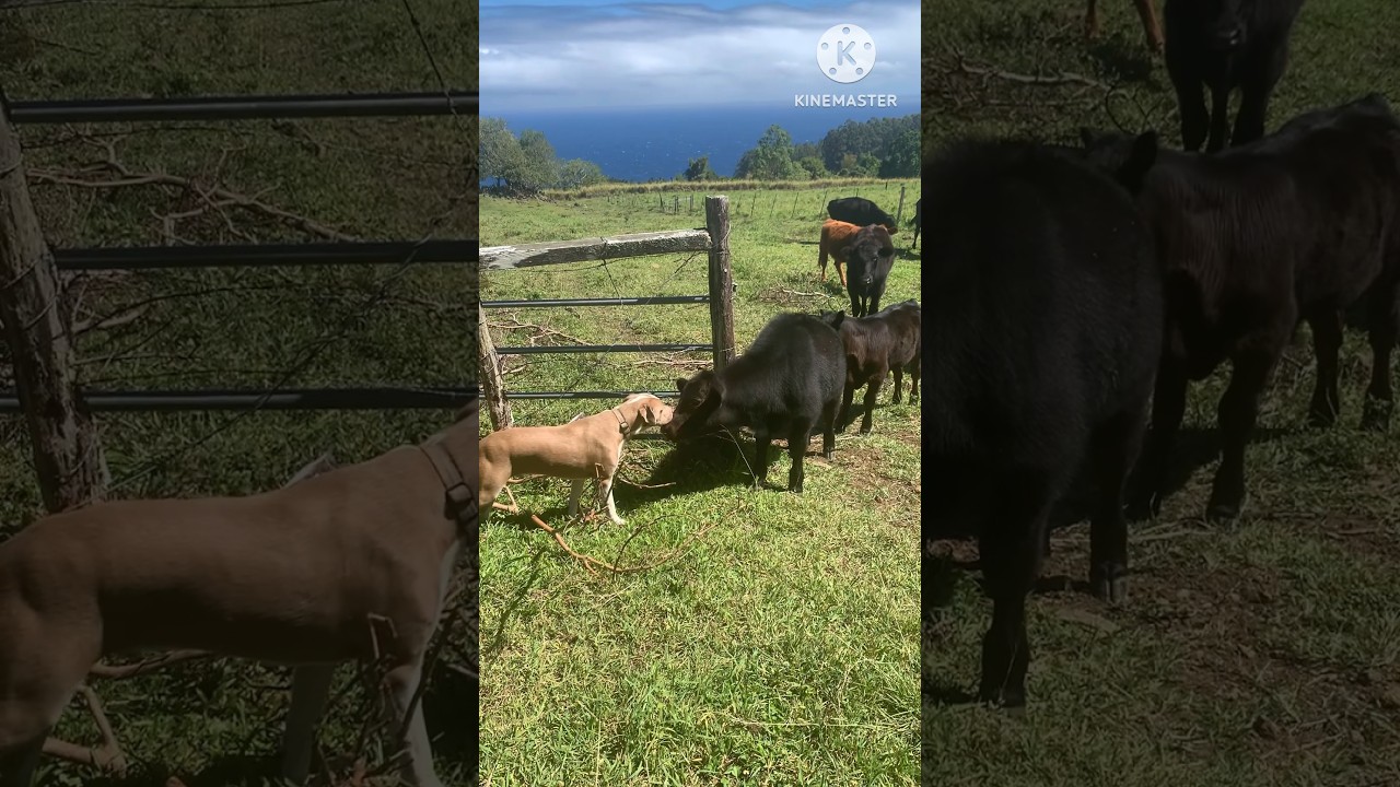 Dog meets cow and they become friends