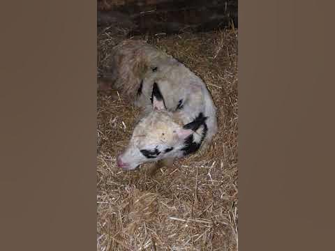 Бельчонок!!! - YouTube