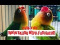 Cara Merawat Burung Lovebird Kepo