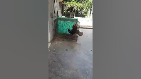 Gà rừng mồi f2 gáy thổ rền ọc ...ae yeu lh 0949989047