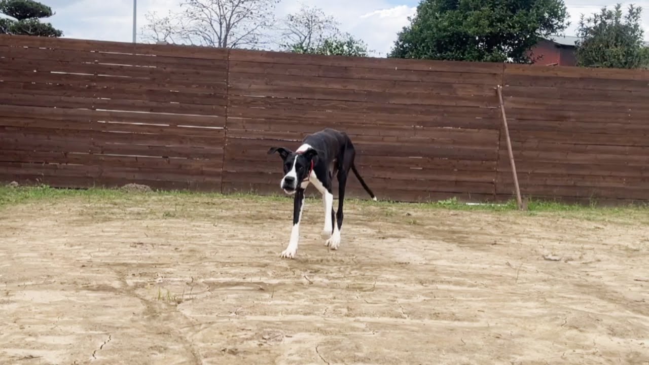 クヨクヨしていても仕方ない！動物達と前向きに生きていこう！