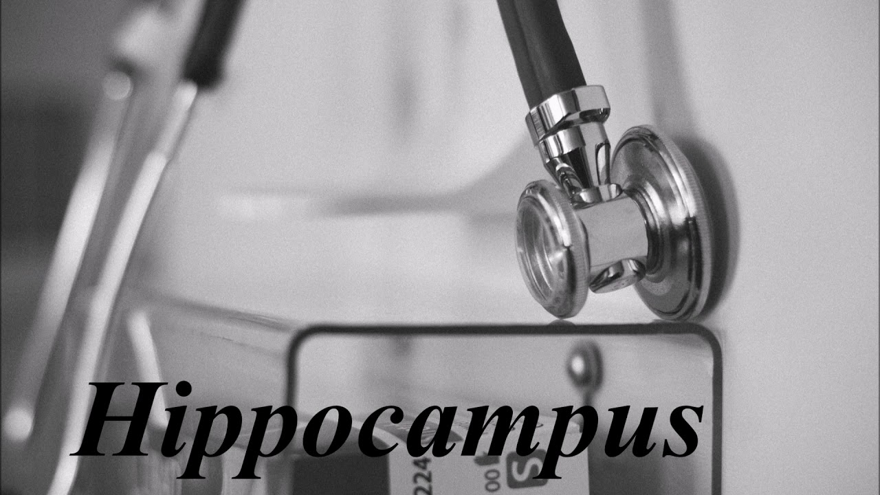 Learn How To Pronounce Hippocampus YouTube learn-how-to-pronounce-hippocampus-youtube
