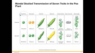 Single Gene Inheritance