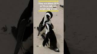 African Penguins: The Only Penguins Native to Africa #shorts #freeschool #penguins