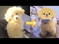 テディベアカットでお願いしたら子グマになって帰ってきた子犬【トイプードル】