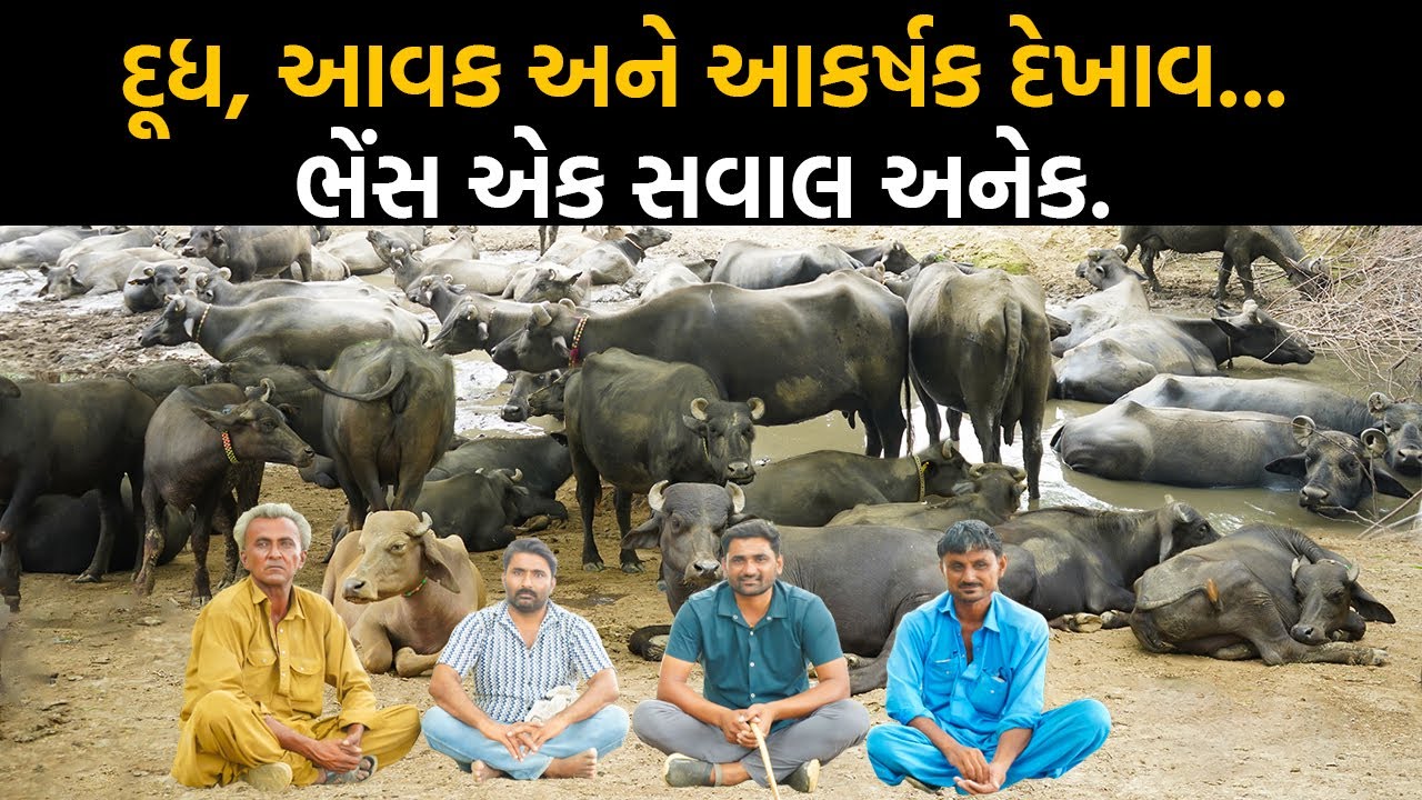 બન્ની ભેંસોની અદ્ભુત વાતો.