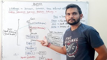 Apoptosis(Extrinsic Apoptotic Pathway)|CSIR NET| In Hindi