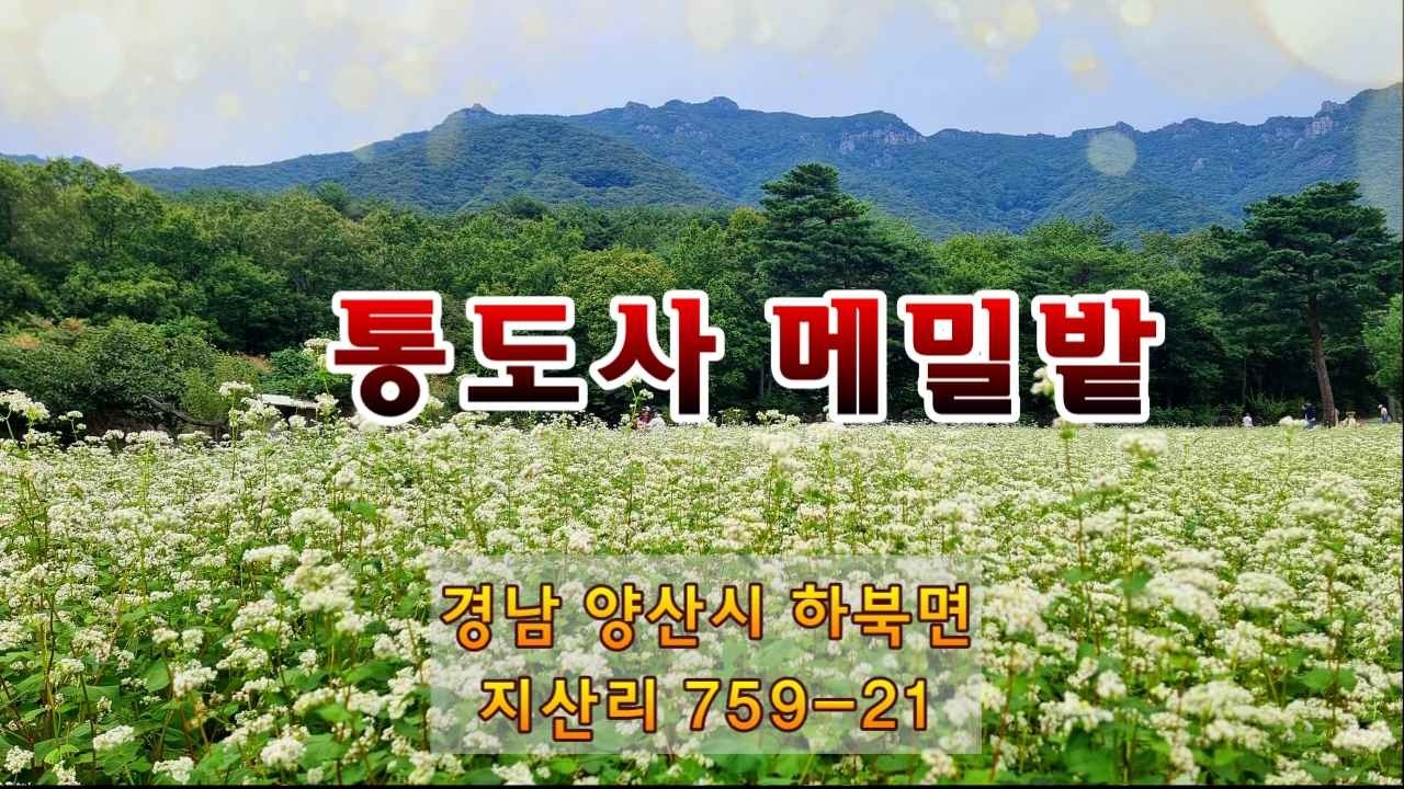 통도사 메밀밭을 찾아 9월 28일 통도사 주차장에서 도로를 따라서 약 2km 정도 들어가니 메밀밭에 꽃이 절정기를 이루고, 반대 쪽의 하얀 구절초도 만개하였습니다.