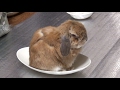 ごはん、まだ!! (チャップ・ダンダンウー) I am very hungry.