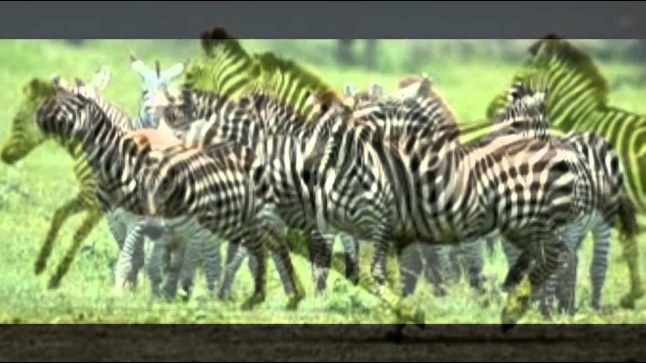 Photos of Zebra