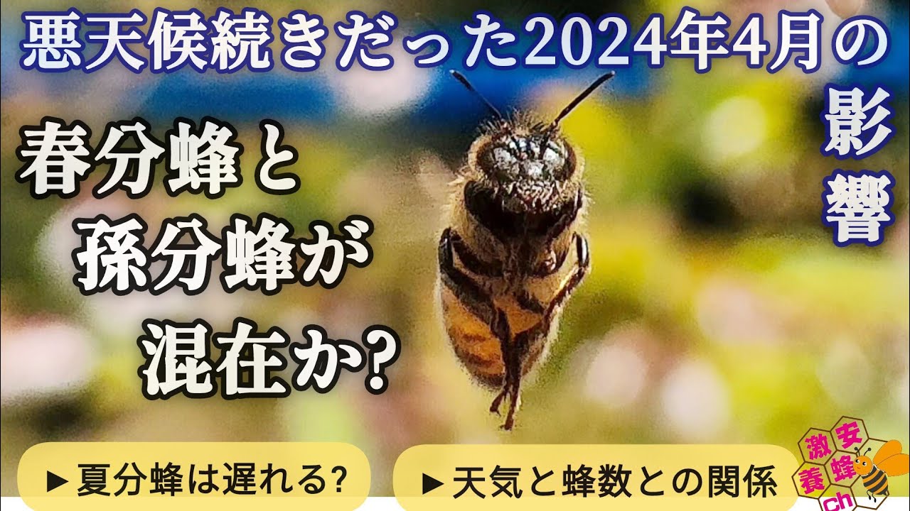 An unusually long two-month spring swarming period. The number of