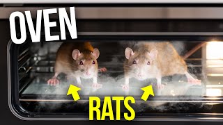 We didn’t REGRET connecting VAN MUFFLER to rat infested OVEN…..
