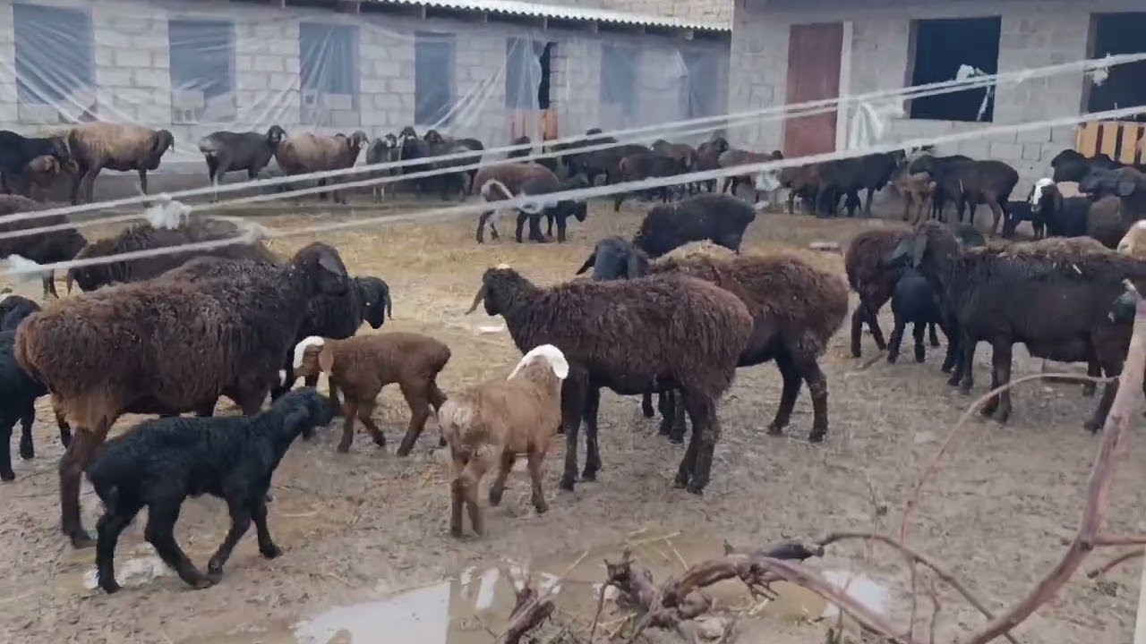 70 САР МОЛИ МАЙДА ГУСПАНД БАРАДОР НОМЕР 901085141     9 ФЕВРАЛЯ 2026