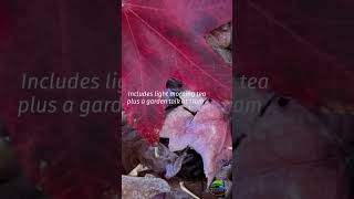 East Auckland Autumn Walkfest - Autumn Walk at Ayrlies Garden