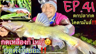 ตกปลากด,🐠(EP.41),กดเหลืองก็ใหญ่😲กดคังก็เยอะ‼️,#แซ่บในซอยโคราช