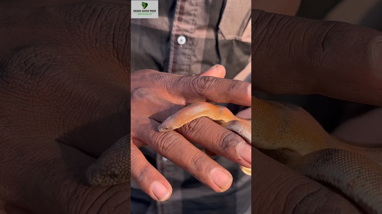 Rescue ￼baby red sand boa snake (दो मुँहा सांप) 