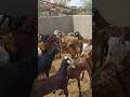 زوج من الماعز الأحمر المخمور Animalworld Goat Beautifullgoats Goatgoat زوج من الماعز الأحمر المخمور Animalworld Goat Beautifullgoats Goatgoat
