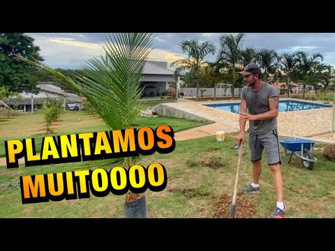 Vídeo: Como cultivar um coco em casa? Cuidados com o coqueiro em casa