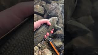 Beautiful grayling #alaska #cute #cool #wildlife #fish #fishing #animals #animal #grayling #fun #i