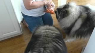 Brody & Carrots
