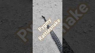 A beautiful pygmy rattler risking its life on the road. We of course encouraged it to be on its way.