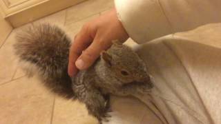 Friendly Squirrel.....