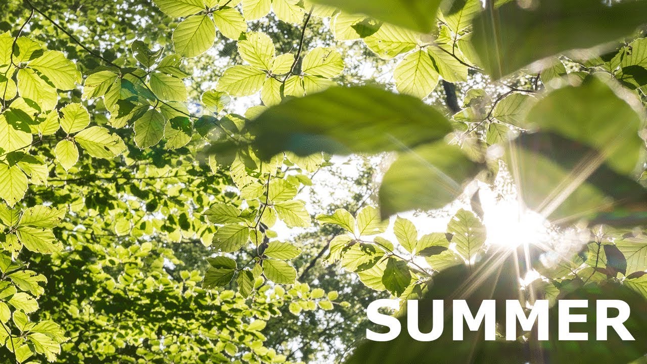 Summer in the Ardennes