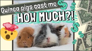 How Much Do Guinea Pigs Cost Start-up and Average Monthly Spend