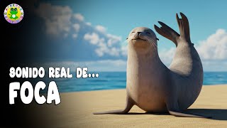 Sonido De Foca Para Niños Escucha Y Aprende Los Sonidos De Animales