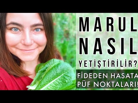 Video: Büyüyen Marul Yardımcı Bitkileri - Marulla İyi Büyüyen Bitkiler Hakkında Bilgi Edinin