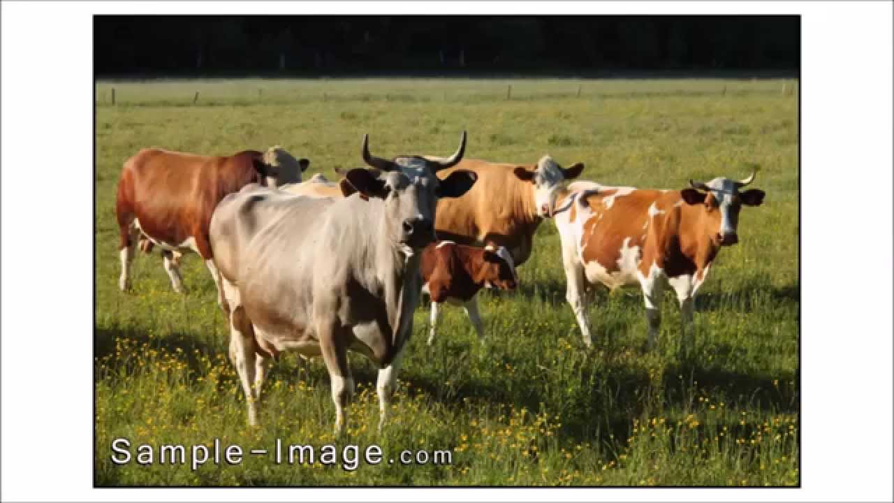 RMC Tokina 35-70mm f/3.5 - Sample Images - YouTube