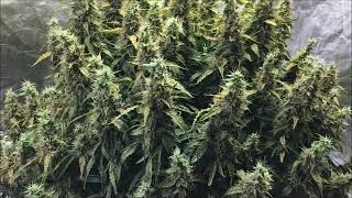 Candy Kush Auto harvest day with Cropical fruit auto and more!