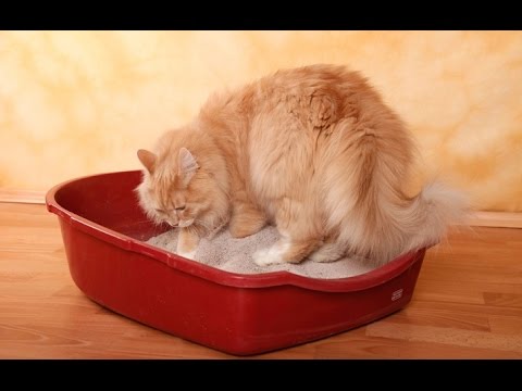 (Proven Method) How to Litter Train a Cat