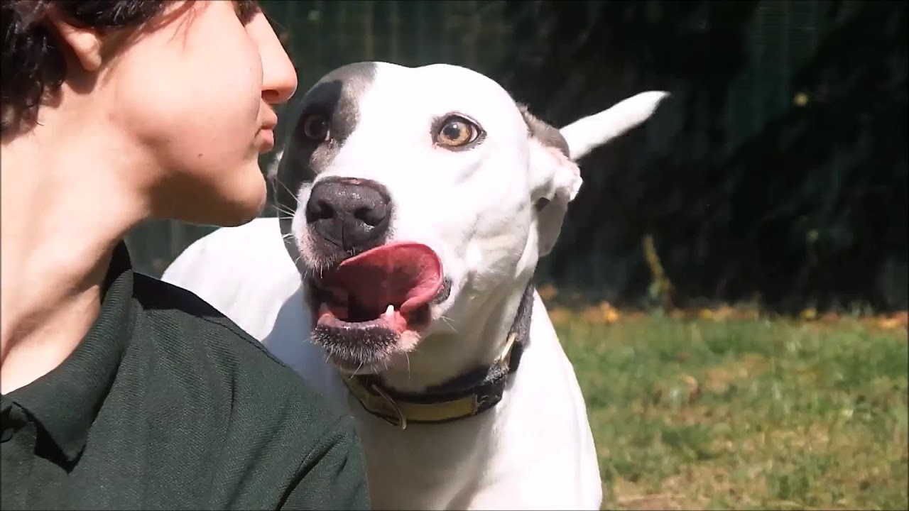 wales wisconsin Dogs Trust Merseyside - Dana