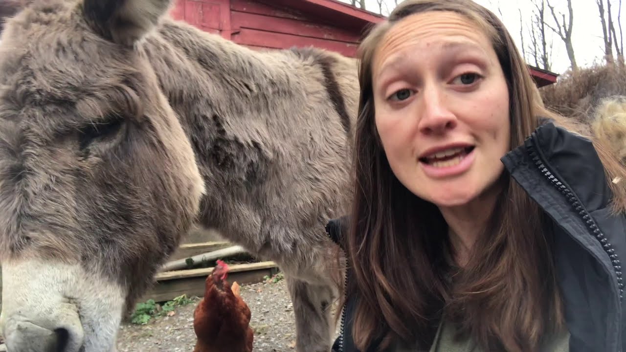 Prenatal Exposure to Farm Animals Reduces Allergies, Eczema and Asthma in Your Baby