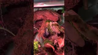 Tour of my Happy-space #zenden #frannysgeckos
