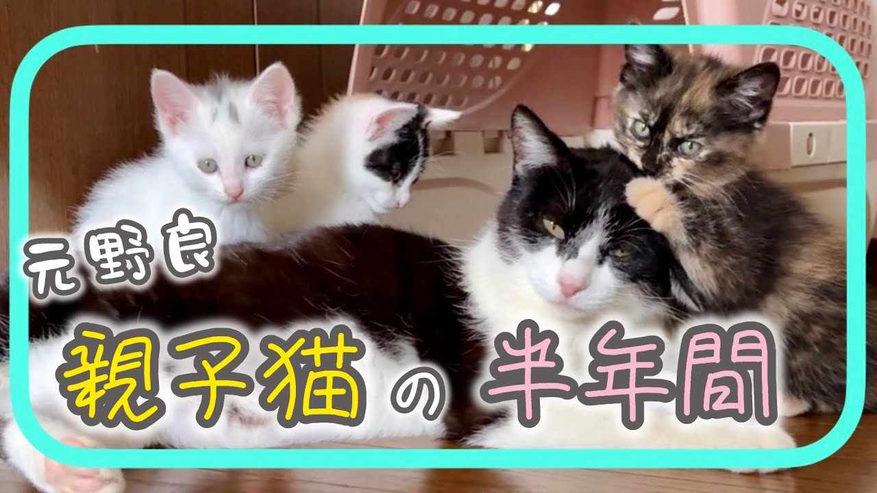 【野良猫から家猫へ】子猫5匹と母猫の半年間｜出会い、出産から子猫🐱生後６ヶ月までの記録