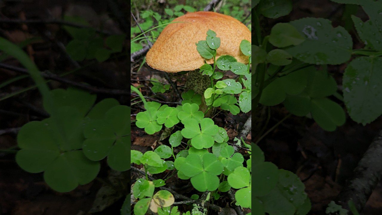 First mushrooms | Norway 