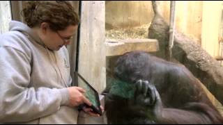 'Apps for Apes,' Orangutans Use IPads