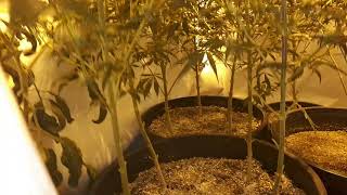 Starting to get nice and crowded in flowering