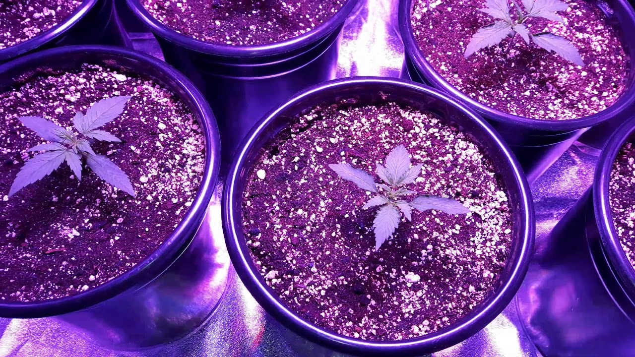 Auto Flower Cannabis Plants 10 days old